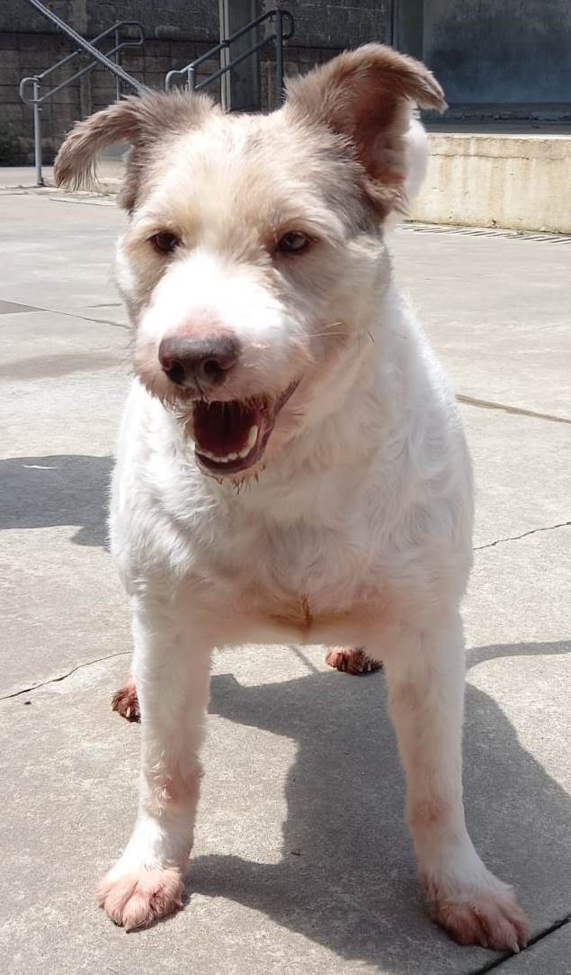 #PraCegoVer: Fotografia do cachorrinho Rogério. Ele é todo branco e tem o focinho marrom.